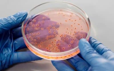 Últimas noticias sobre Nuevo RD Legionella 2021